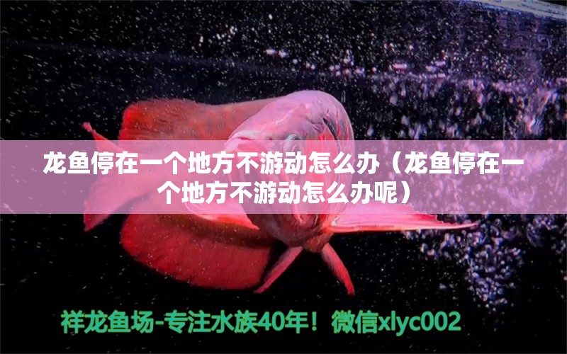 龍魚停在一個(gè)地方不游動(dòng)怎么辦（龍魚停在一個(gè)地方不游動(dòng)怎么辦呢）