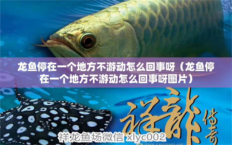 龍魚停在一個(gè)地方不游動(dòng)怎么回事呀（龍魚停在一個(gè)地方不游動(dòng)怎么回事呀圖片） 觀賞魚