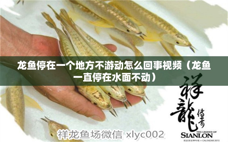 龍魚停在一個(gè)地方不游動(dòng)怎么回事視頻（龍魚一直停在水面不動(dòng)）