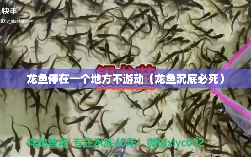 龍魚停在一個地方不游動（龍魚沉底必死） 廣州龍魚批發(fā)市場