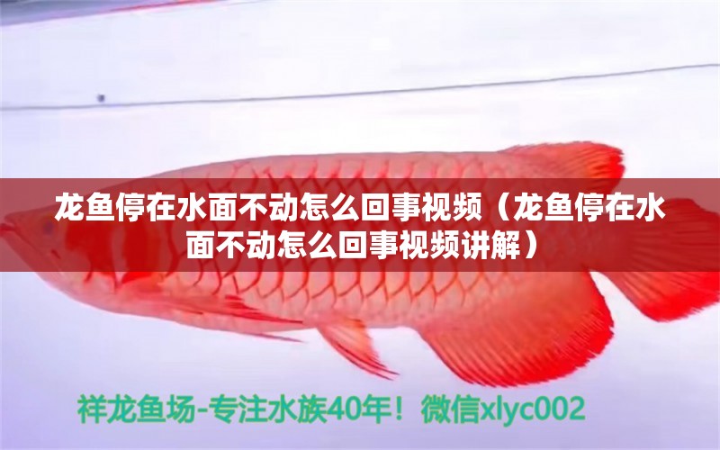 龍魚(yú)停在水面不動(dòng)怎么回事視頻（龍魚(yú)停在水面不動(dòng)怎么回事視頻講解） 廣州龍魚(yú)批發(fā)市場(chǎng)