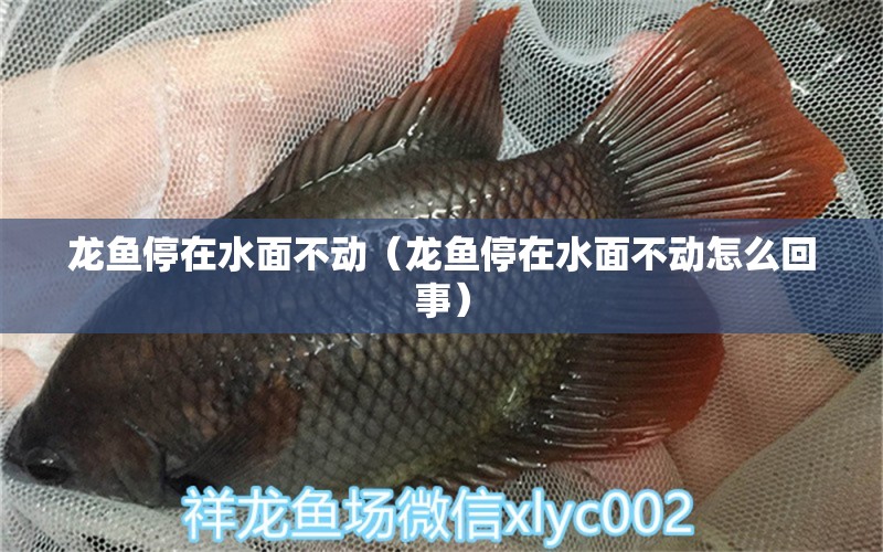 龍魚停在水面不動（龍魚停在水面不動怎么回事） 廣州龍魚批發(fā)市場