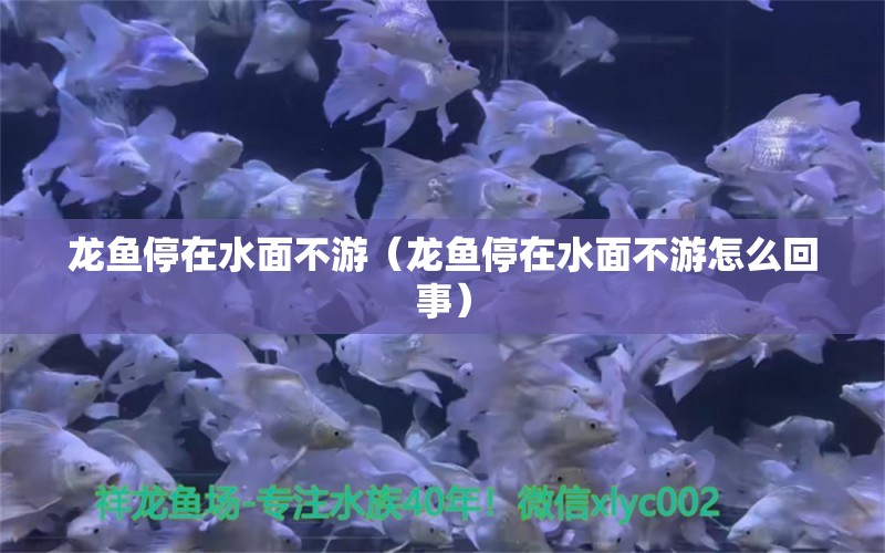 龍魚停在水面不游（龍魚停在水面不游怎么回事）