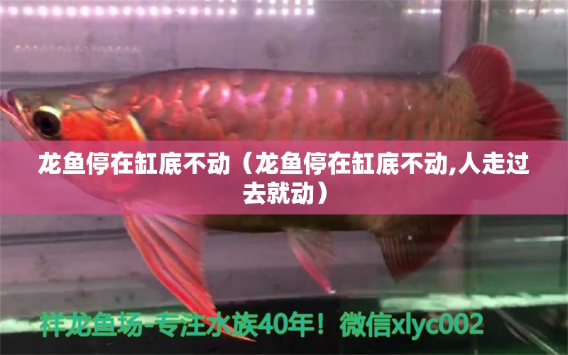 龍魚停在缸底不動（龍魚停在缸底不動,人走過去就動）