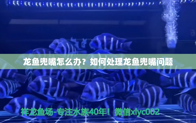 龍魚兜嘴怎么辦？如何處理龍魚兜嘴問題