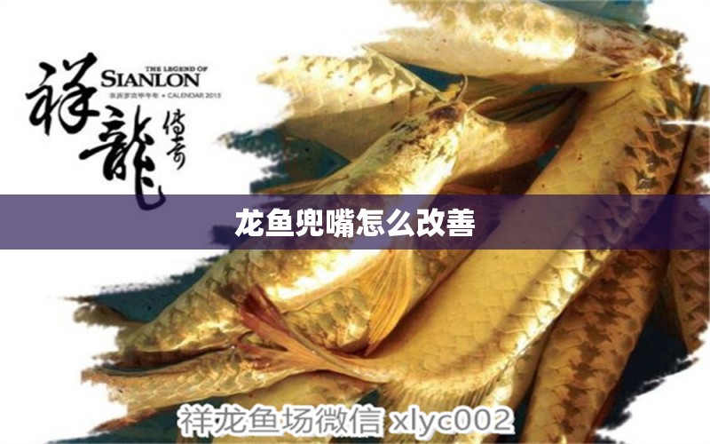 龍魚兜嘴怎么改善 龍魚百科 第2張