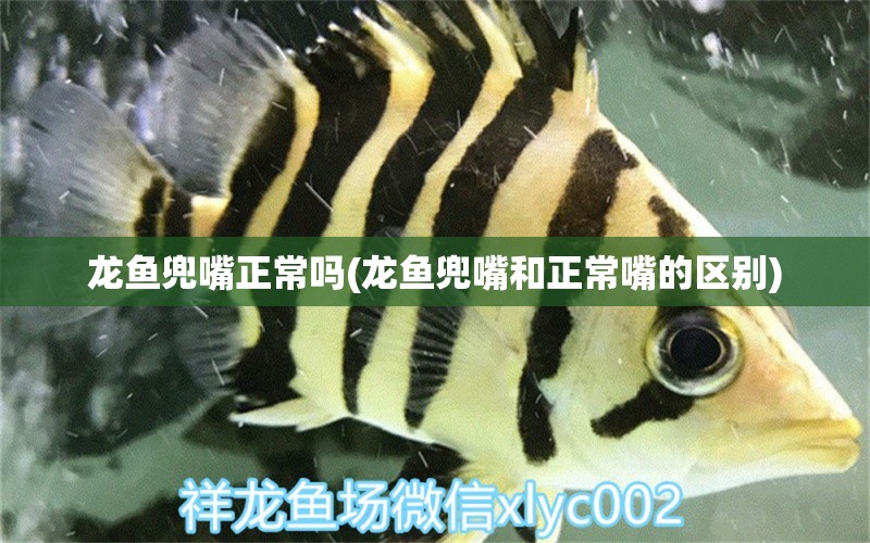 龍魚兜嘴正常嗎(龍魚兜嘴和正常嘴的區(qū)別) 白子金龍魚 第1張