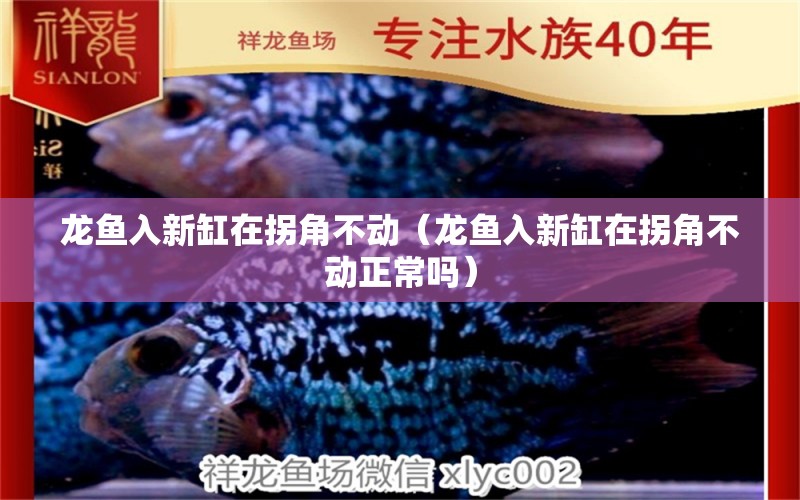 龍魚入新缸在拐角不動（龍魚入新缸在拐角不動正常嗎）