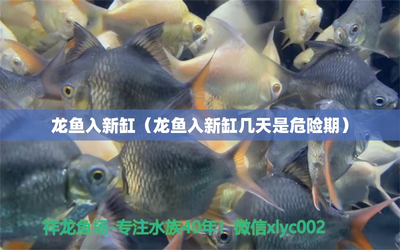 龍魚入新缸（龍魚入新缸幾天是危險期）