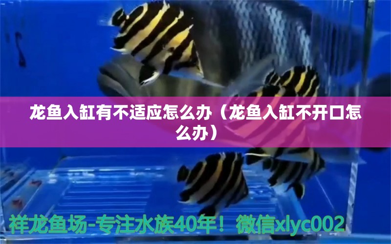 龍魚(yú)入缸有不適應(yīng)怎么辦（龍魚(yú)入缸不開(kāi)口怎么辦）