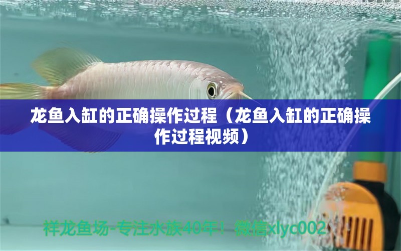 龍魚入缸的正確操作過程（龍魚入缸的正確操作過程視頻） 廣州龍魚批發(fā)市場(chǎng)