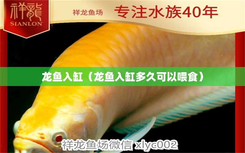 龍魚入缸（龍魚入缸多久可以喂食） 廣州龍魚批發(fā)市場(chǎng)