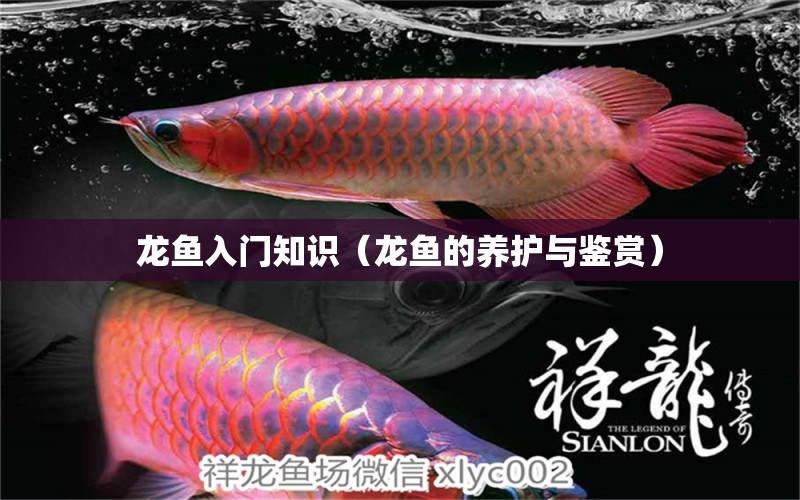 龍魚入門知識（龍魚的養(yǎng)護(hù)與鑒賞）