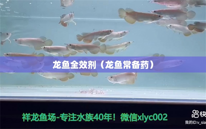 龍魚全效劑（龍魚常備藥）