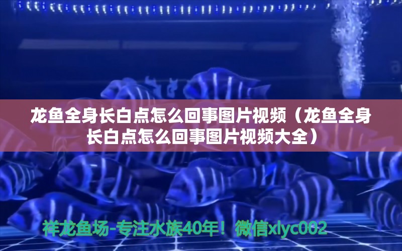 龍魚全身長白點怎么回事圖片視頻（龍魚全身長白點怎么回事圖片視頻大全） 廣州龍魚批發(fā)市場