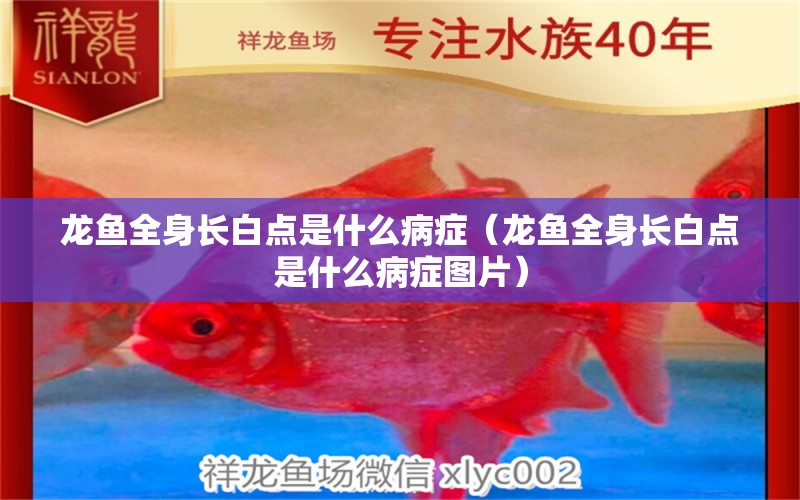 龍魚(yú)全身長(zhǎng)白點(diǎn)是什么病癥（龍魚(yú)全身長(zhǎng)白點(diǎn)是什么病癥圖片）