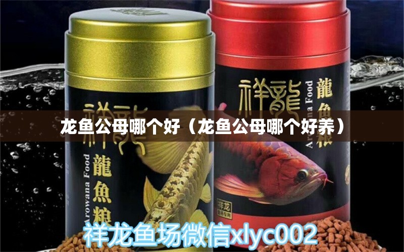 龍魚公母哪個(gè)好（龍魚公母哪個(gè)好養(yǎng)）