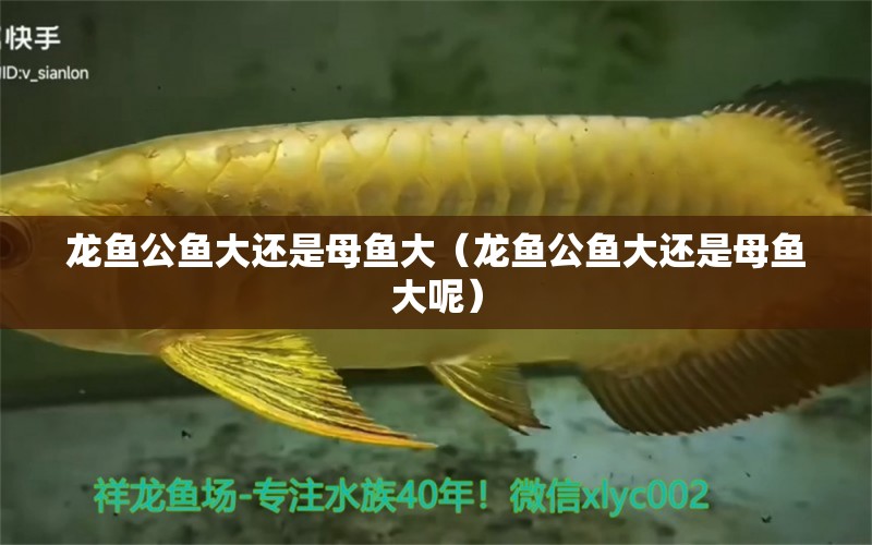 龍魚公魚大還是母魚大（龍魚公魚大還是母魚大呢）