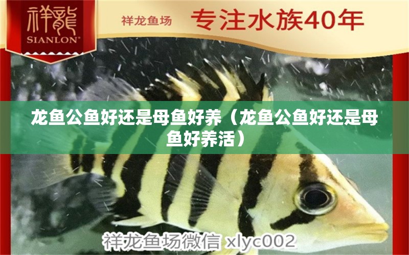 龍魚公魚好還是母魚好養(yǎng)（龍魚公魚好還是母魚好養(yǎng)活）