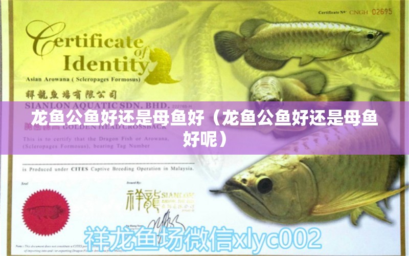 龍魚公魚好還是母魚好（龍魚公魚好還是母魚好呢）