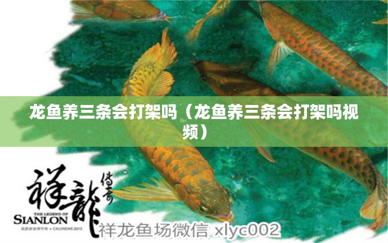 龍魚(yú)養(yǎng)三條會(huì)打架嗎（龍魚(yú)養(yǎng)三條會(huì)打架嗎視頻）