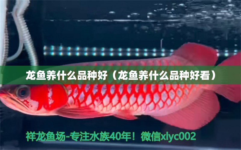 龍魚養(yǎng)什么品種好（龍魚養(yǎng)什么品種好看） 廣州龍魚批發(fā)市場(chǎng)