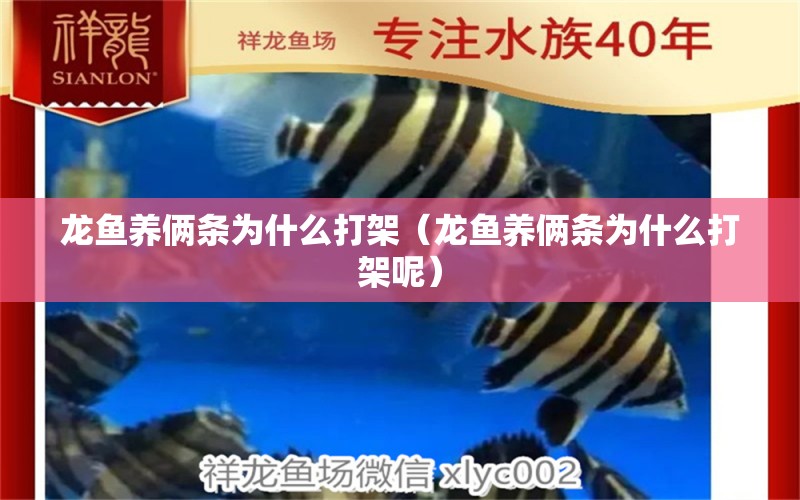 龍魚養(yǎng)倆條為什么打架（龍魚養(yǎng)倆條為什么打架呢）