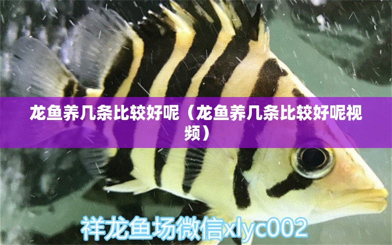 龍魚(yú)養(yǎng)幾條比較好呢（龍魚(yú)養(yǎng)幾條比較好呢視頻）