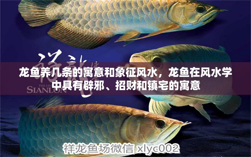 龍魚養(yǎng)幾條的寓意和象征風水，龍魚在風水學中具有辟邪、招財和鎮(zhèn)宅的寓意