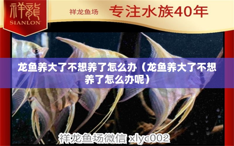 龍魚養(yǎng)大了不想養(yǎng)了怎么辦（龍魚養(yǎng)大了不想養(yǎng)了怎么辦呢） 龍魚疾病與治療