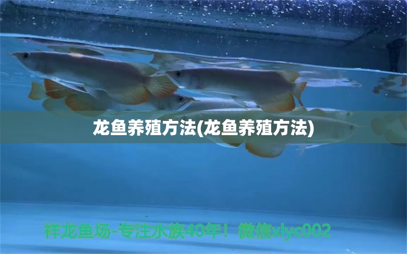 龍魚養(yǎng)殖方法(龍魚養(yǎng)殖方法)