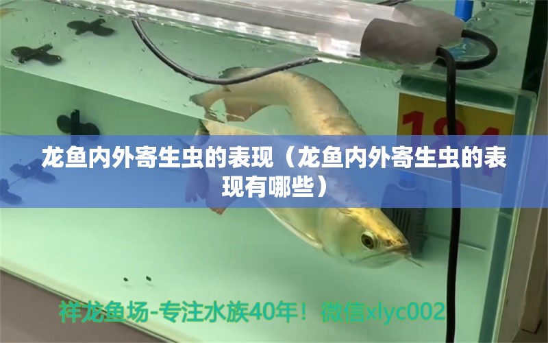 龍魚內(nèi)外寄生蟲的表現(xiàn)（龍魚內(nèi)外寄生蟲的表現(xiàn)有哪些）