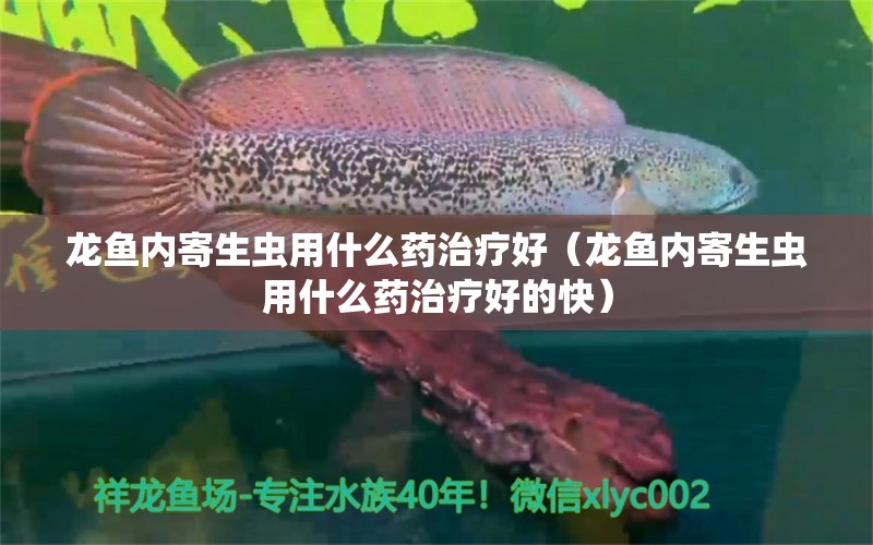 龍魚內(nèi)寄生蟲用什么藥治療好（龍魚內(nèi)寄生蟲用什么藥治療好的快）