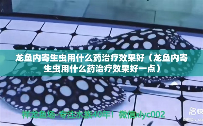 龍魚內(nèi)寄生蟲用什么藥治療效果好（龍魚內(nèi)寄生蟲用什么藥治療效果好一點）