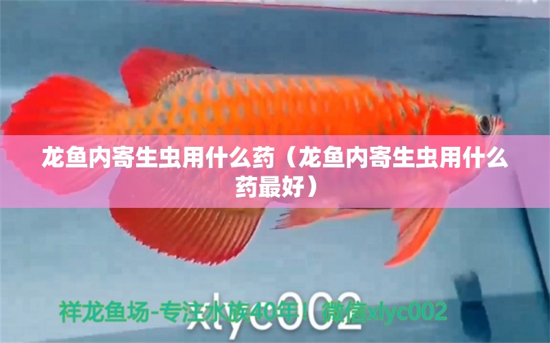 龍魚內(nèi)寄生蟲用什么藥（龍魚內(nèi)寄生蟲用什么藥最好）