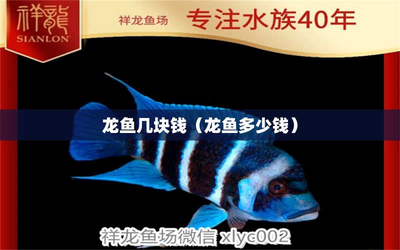 龍魚(yú)幾塊錢(qián)（龍魚(yú)多少錢(qián)）