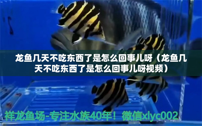 龍魚幾天不吃東西了是怎么回事兒呀（龍魚幾天不吃東西了是怎么回事兒呀視頻）