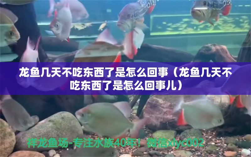 龍魚(yú)幾天不吃東西了是怎么回事（龍魚(yú)幾天不吃東西了是怎么回事兒）