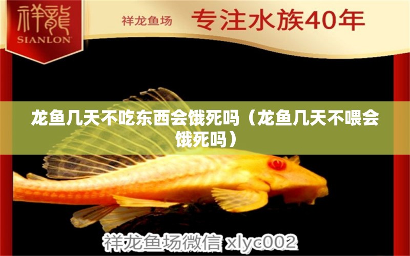 龍魚幾天不吃東西會餓死嗎（龍魚幾天不喂會餓死嗎） 觀賞魚