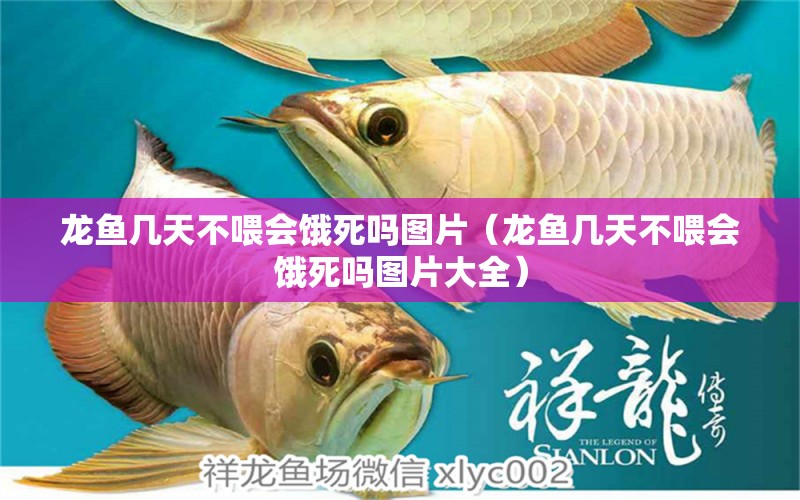 龍魚幾天不喂會餓死嗎圖片（龍魚幾天不喂會餓死嗎圖片大全）