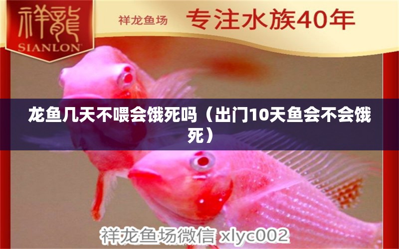 龍魚幾天不喂會餓死嗎（出門10天魚會不會餓死） 廣州龍魚批發(fā)市場