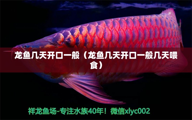 龍魚幾天開口一般（龍魚幾天開口一般幾天喂食）