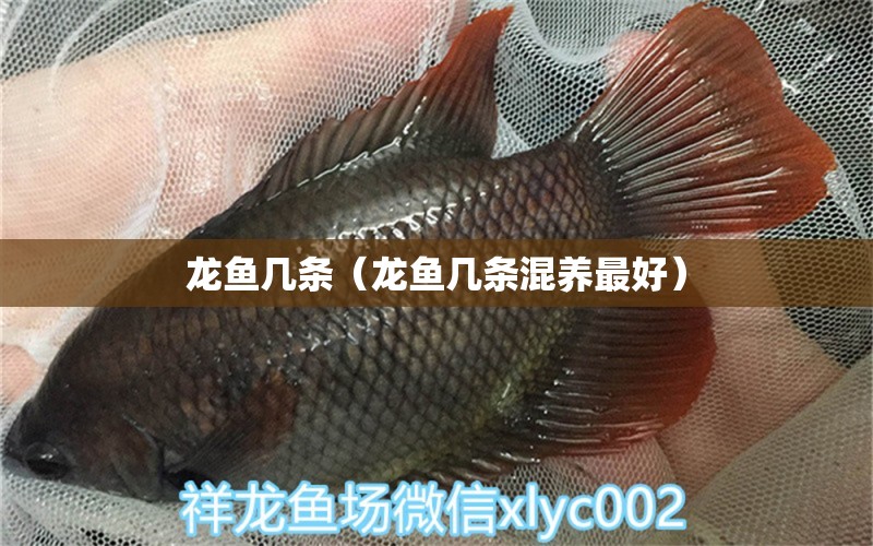 龍魚幾條（龍魚幾條混養(yǎng)最好）