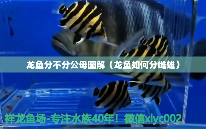 龍魚(yú)分不分公母圖解（龍魚(yú)如何分雌雄）