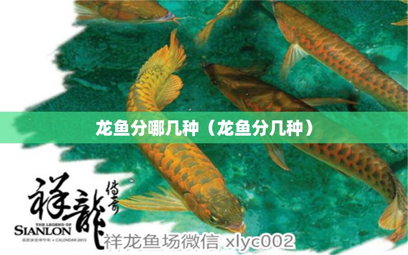 龍魚分哪幾種（龍魚分幾種）