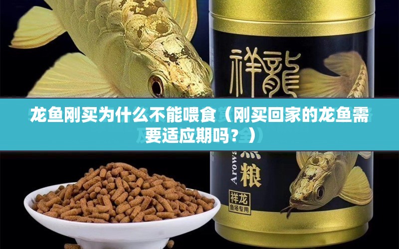 龍魚剛買為什么不能喂食（剛買回家的龍魚需要適應(yīng)期嗎？） 水族問答 第1張