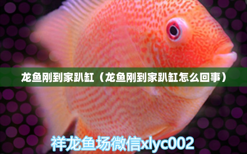 龍魚(yú)剛到家趴缸（龍魚(yú)剛到家趴缸怎么回事）