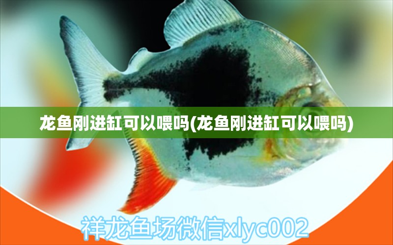 龍魚剛進缸可以喂嗎(龍魚剛進缸可以喂嗎) 蘇虎苗（蘇門答臘虎魚苗）