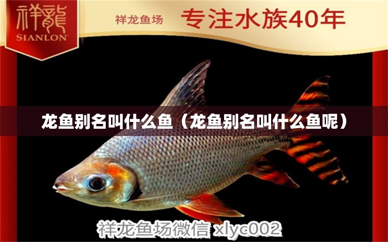 龍魚別名叫什么魚（龍魚別名叫什么魚呢）