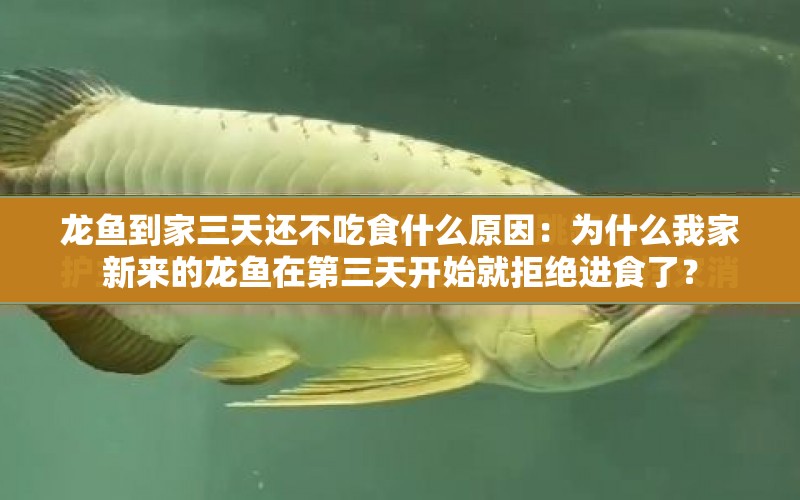 龍魚到家三天還不吃食什么原因：為什么我家新來的龍魚在第三天開始就拒絕進食了？ 水族問答 第2張